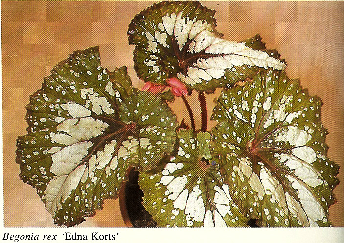 B. ‘Edna Korts’